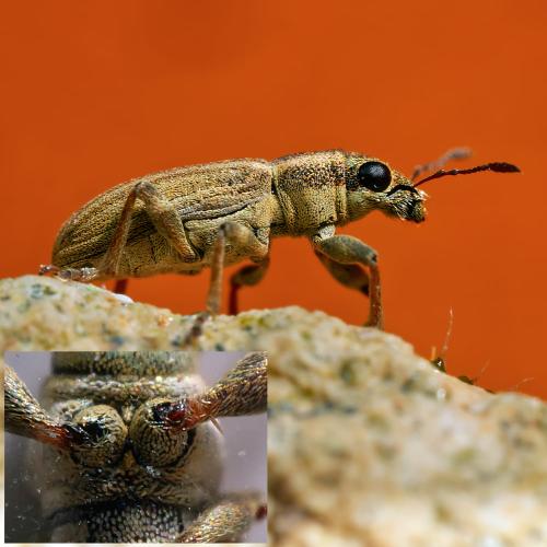 Sitona lineatus
